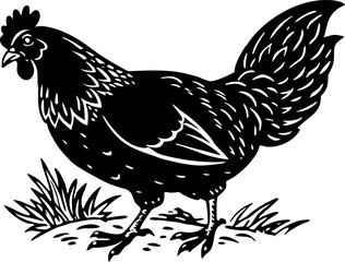 An adult broiler chicken stands on the ground,. A chicken scratching the ground, isolated on a white background.