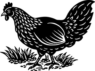 An adult broiler chicken stands on the ground,. A chicken scratching the ground, isolated on a white background.