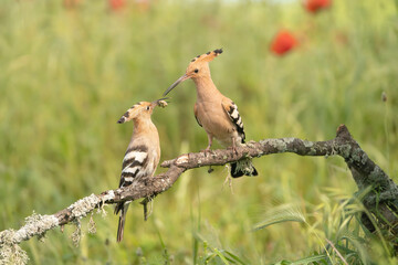 Eurasian hoopoe - Upupa epops giving themselves food on perch at green background. Photo from Calera y Chozas in Spain, Toledo Province. U. e. epops.