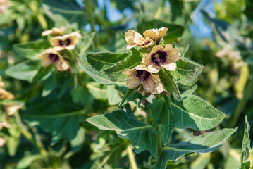 Hyoscyamus niger flowers in a field.