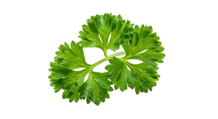 Fresh parsley sprig isolated on transparent background
