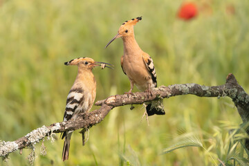 Eurasian hoopoe - Upupa epops giving themselves food on perch at green background. Photo from Calera y Chozas in Spain, Toledo Province. U. e. epops.	