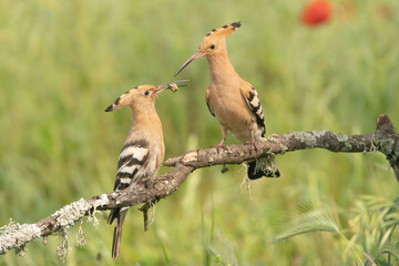 Eurasian hoopoe - Upupa epops giving themselves food on perch at green background. Photo from Calera y Chozas in Spain, Toledo Province. U. e. epops.