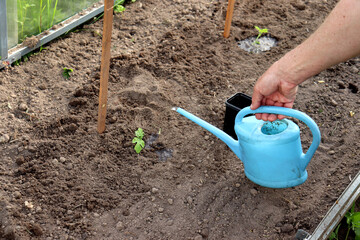 An elderly farmer's hand waters planted watermelon sprouts in a greenhouse from a small watering can. Planting a plant, agriculture, a man's hand - horizontal photo, close-up