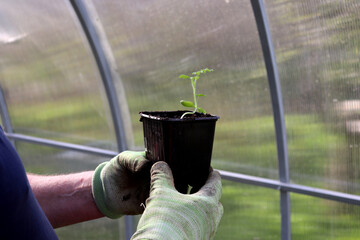 Elderly farmer holding plastic cup with watermelon sprout in gloved hands, seedlings in greenhouse. Preparing to plant plant, agriculture - horizontal photo, hands, close-up