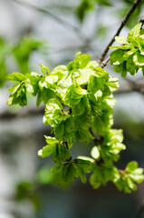 green leaves on a branch
