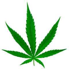 Cannabis leaf isolated on transparent background. Marijuana leaf image for design and advertising. Natural plant icon representing legal hemp.