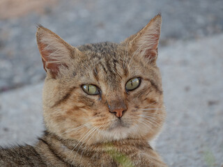 A portrait of a cute cat