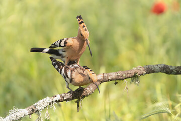 Eurasian hoopoe - Upupa epops mating on perch at green background. Photo from Calera y Chozas in Spain, Toledo Province. U. e. epops.	