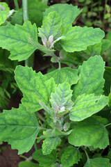 White goosefoot (Chenopodium album) grows in nature