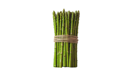 Bundle of fresh asparagus tied with twine, standing vertically with water droplets isolated on white background 