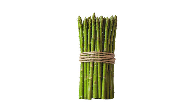 Bundle of fresh asparagus tied with twine, standing vertically with water droplets isolated on white background 