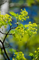 Holly maple