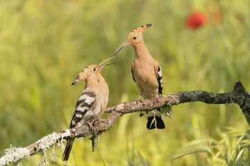 Eurasian hoopoe - Upupa epops giving themselves food on perch at green background. Photo from Calera y Chozas in Spain, Toledo Province. U. e. epops.	