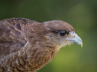 A close-up of a falcon bird