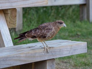 A close-up of a falcon bird