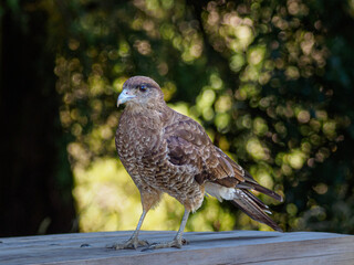 A close-up of a falcon bird