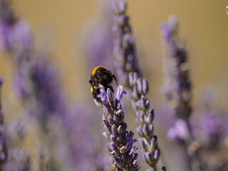 A bumblebee on a lavender flower