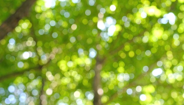 Sunlit Green Bokeh with Summer Trees.
