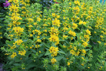 Yellow lysimachia flowers bloom in nature