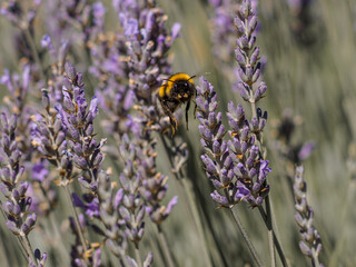 A bumblebee on a lavender flower