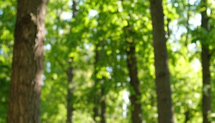Obraz premium Sunny Forest with Blurred Trees, and Green.