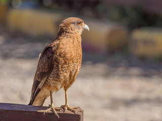 A falcon looking to the side