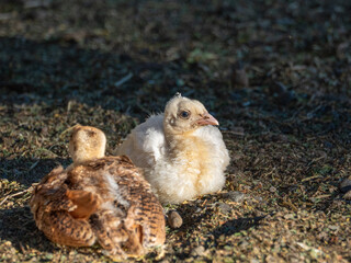 Peacock chicks