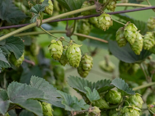 A bunch of green hops