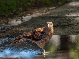 A falcon drinking water
