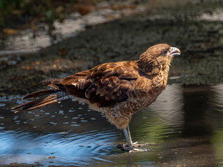 A falcon drinking water