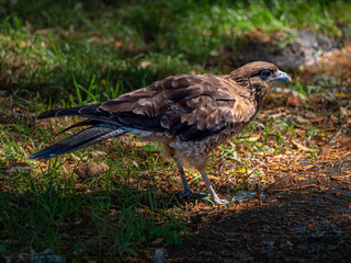 A falcon drinking water
