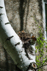 Mountain ash thrush and chicks