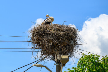 Large White stork (Ciconia ciconia) nesting with stork chicks on top of the electric pole