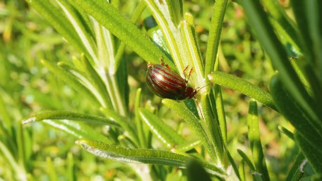 Rosemary beetle excreting poo frass on a Rosemary plant leaf macro close up stock footage