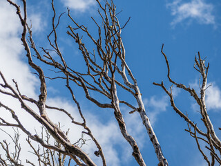 Dry tree branches with the sky behind them