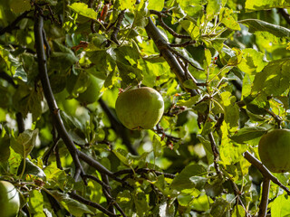 A green apple tree