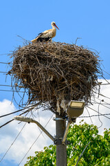 Large White stork (Ciconia ciconia) nesting with stork chicks on top of the electric pole