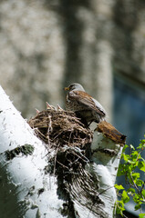 Mountain ash thrush and chicks