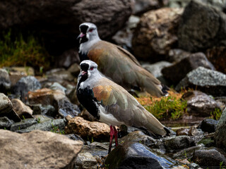A southern lapwing on a lake shore