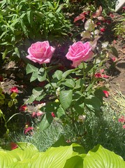 pink roses in a garden