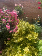 flowers in the garden