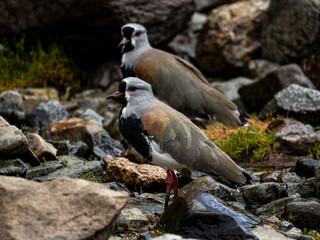 A southern lapwing on a lake shore