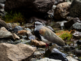 A southern lapwing on a lake shore