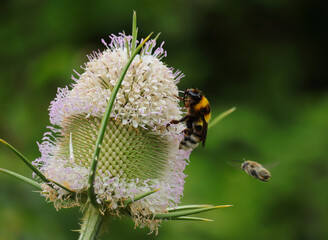Common Teasel (Dipsacus fullonum) in bloom, late springtime - early summer. Bumble bee - bombus terrestris lusitanicus gathering pollen. Oeiras, Lisbon, Portugal.