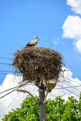 Large White stork (Ciconia ciconia) nesting with stork chicks on top of the electric pole
