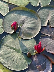 water lily in the pond