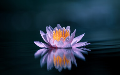 Lotus flower or Water lily on the water with reflection.