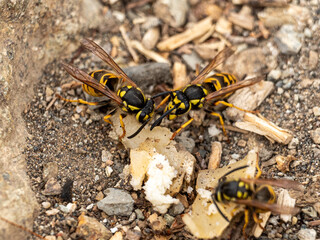 Wasps eating bread