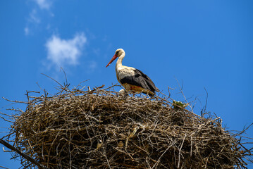 Large White stork (Ciconia ciconia) nesting with stork chicks on top of the electric pole